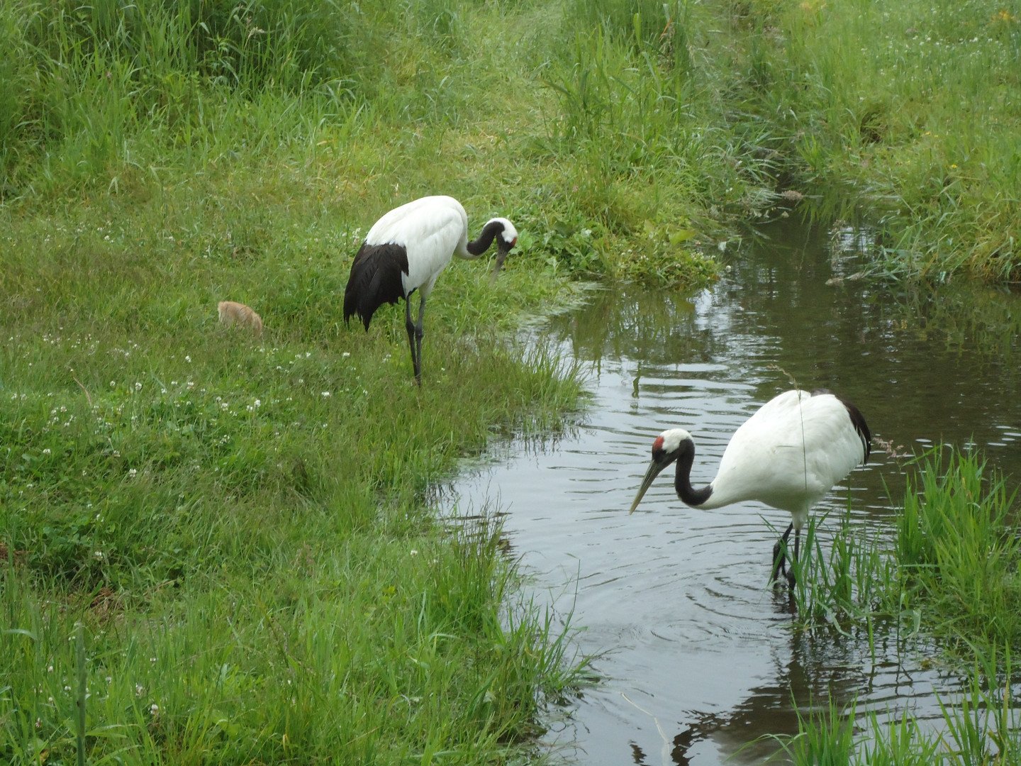🏞️ 곳타로 습원 전망대(곳타로시츠겐텐보오다이) 이미지 4
